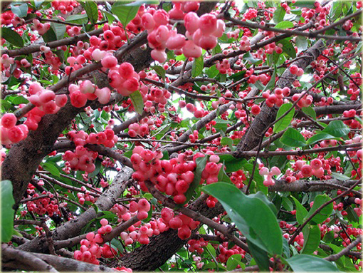 Jabłoń Rose, Czapetka samarangijska