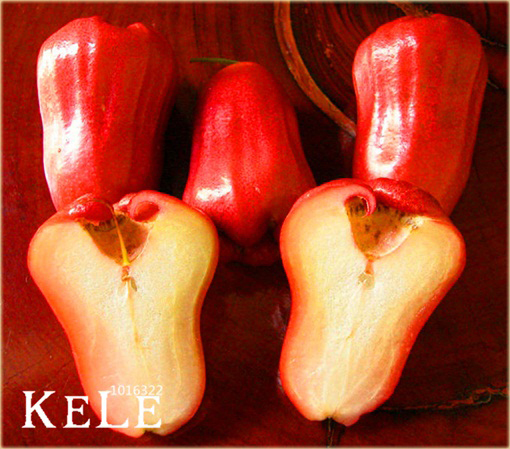 Jabłoń Rose, Czapetka samarangijska