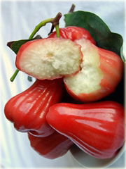 Jabłoń Rose, Czapetka samarangijska
