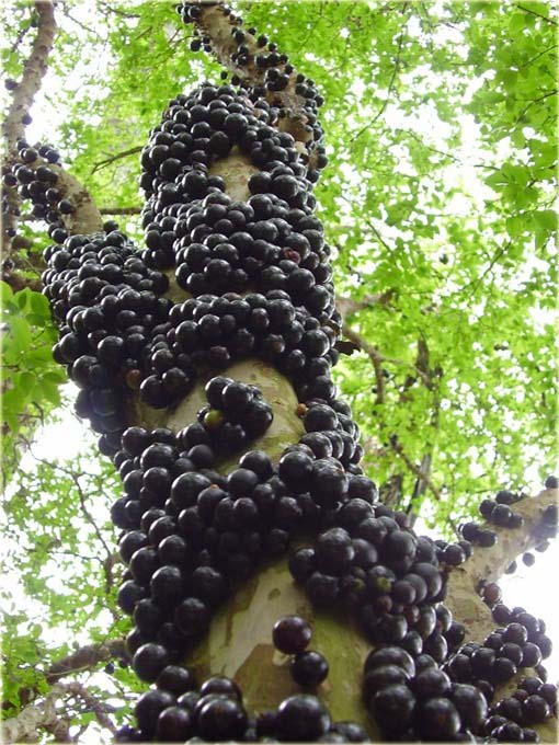 Jabuticaba jadalna