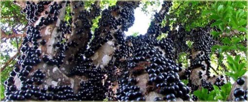 Jabuticaba jadalna