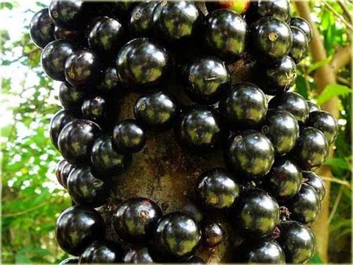 Jabuticaba jadalna