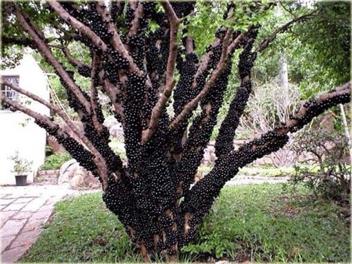 Jabuticaba jadalna