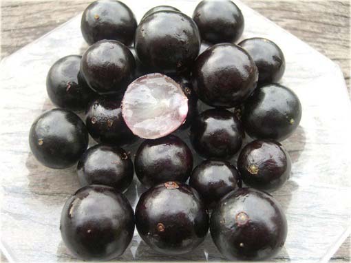 Jabuticaba jadalna