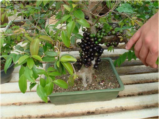 Jabuticaba jadalna