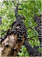 Jabuticaba jadalna