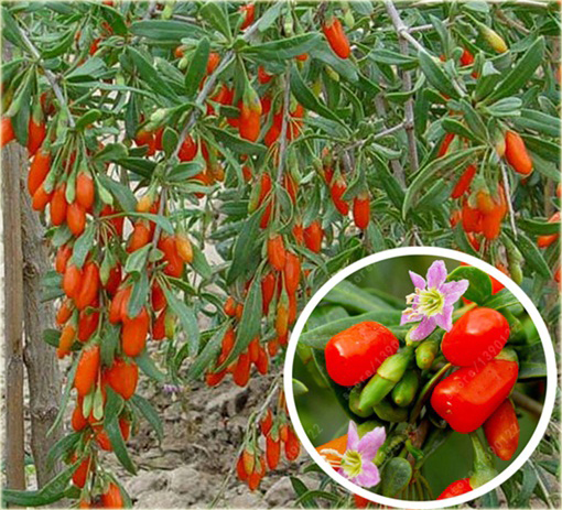 Jagody goji Wolfberry Kolcowój chiński