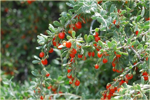 Jagody goji Wolfberry Kolcowój chiński