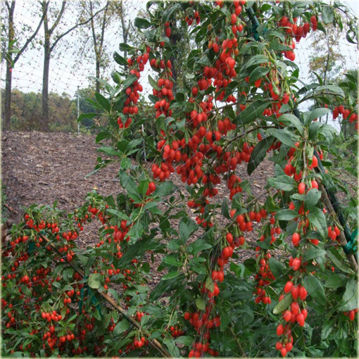 Jagody goji Wolfberry Kolcowój chiński