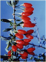 Jagody goji Wolfberry Kolcowój chiński