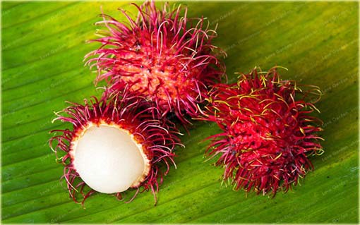 Jagodzian rambutan