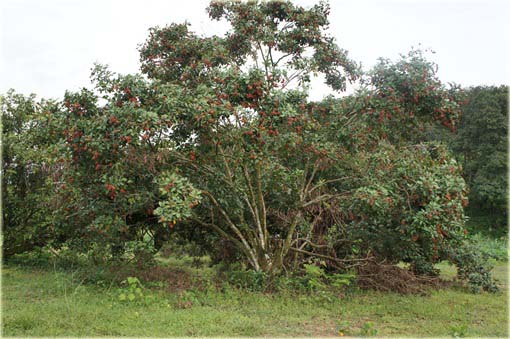 Jagodzian rambutan