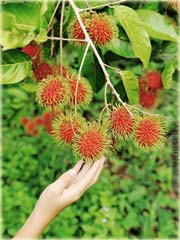 Jagodzian rambutan
