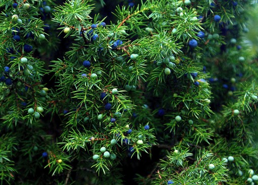 Nasiona Jałowiec przyprawa Juniperus, Juniperus communis