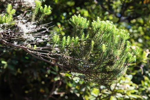 Nasiona Jałowiec przyprawa Juniperus, Juniperus communis