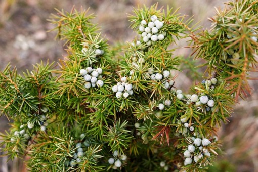 Nasiona Jałowiec przyprawa Juniperus, Juniperus communis