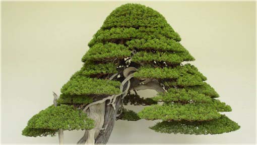 Jałowiec na bonsai