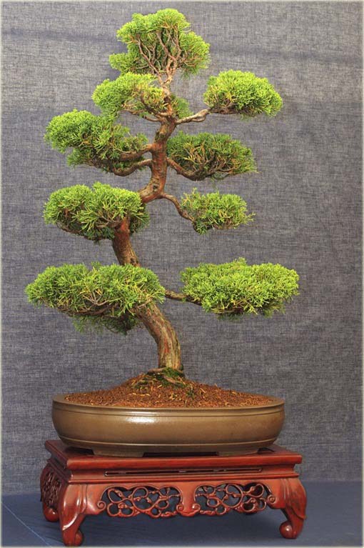 Jałowiec na bonsai