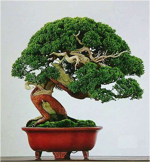 Jałowiec na bonsai