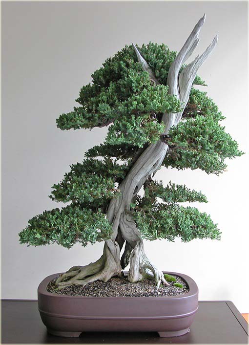 Jałowiec na bonsai