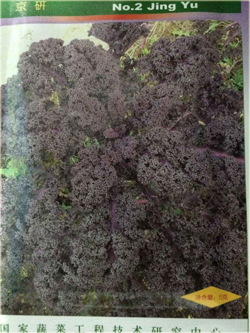 Jarmuż fioletowy kapusta warzywna super smaczny!