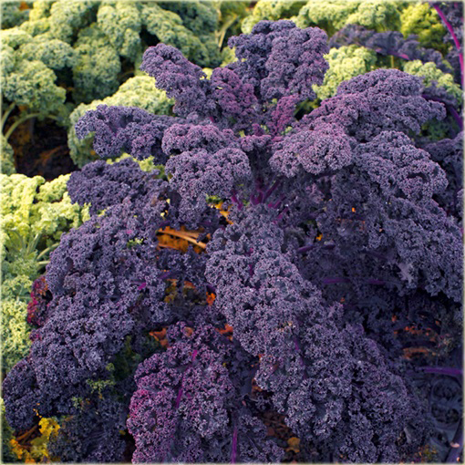 Jarmuż fioletowy kapusta warzywna super smaczny!