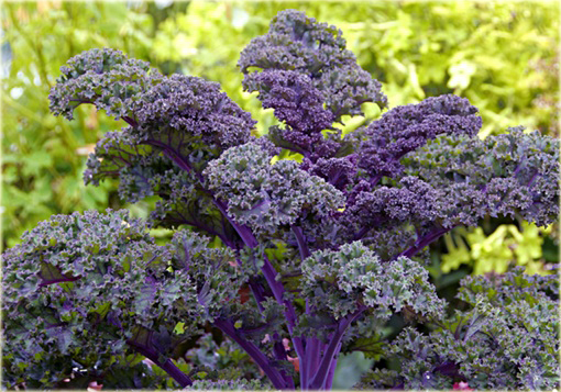 Jarmuż fioletowy kapusta warzywna super smaczny!