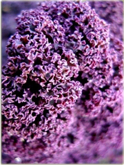 Jarmuż fioletowy kapusta warzywna super smaczny!