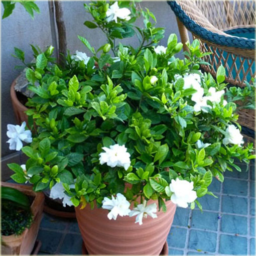 Jaśmin arabski biały mocno pachnący