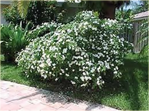 Jaśmin arabski biały mocno pachnący