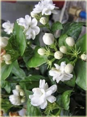 Jaśmin arabski biały mocno pachnący