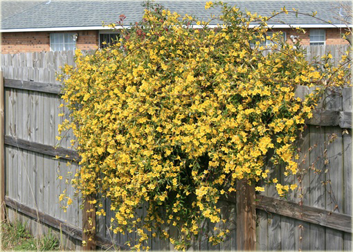 Jaśmin kwiecisty żółty mocno pachnący