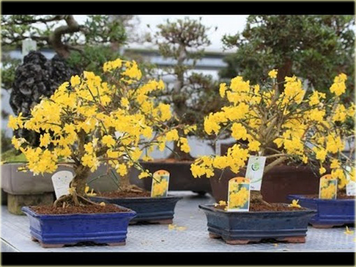 Jaśmin kwiecisty żółty mocno pachnący