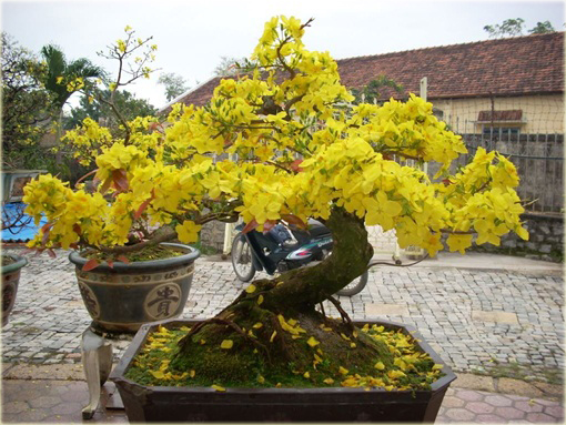 Jaśmin kwiecisty żółty mocno pachnący