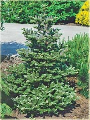 Jodła koreańska wielkie szyszki
