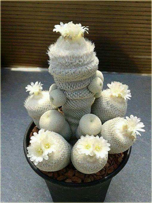 Kaktus biały, kwiat biały