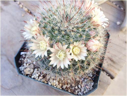 Kaktus biały, kwiat biały