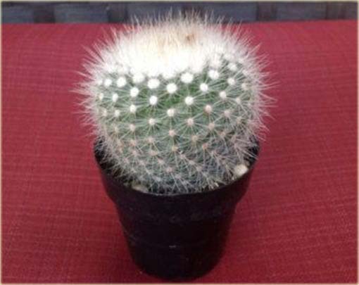 Kaktus biały, kwiat biały