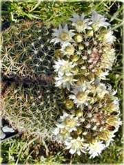 Kaktus biały, kwiat biały