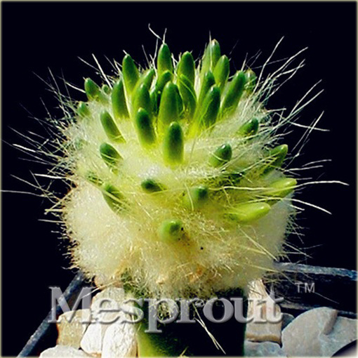 Kaktus Echinopsis Tubiflora