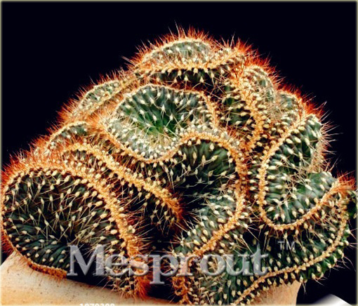 Kaktus Echinopsis Tubiflora