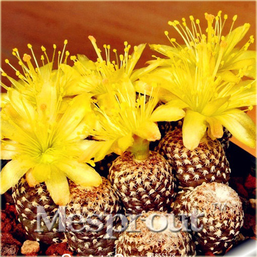 Kaktus Echinopsis Tubiflora