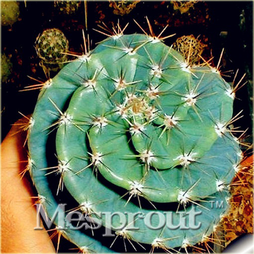 Kaktus Echinopsis Tubiflora