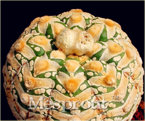 Kaktus Echinopsis Tubiflora