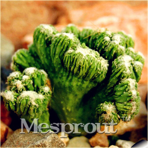 Kaktus Echinopsis Tubiflora