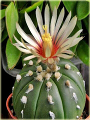 Kaktus Echinopsis Tubiflora