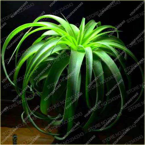 Kaktus Jardin powietrzny rośnie bez ziemi