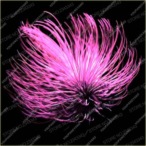 Kaktus Jardin powietrzny rośnie bez ziemi