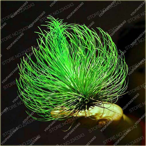 Kaktus Jardin powietrzny rośnie bez ziemi