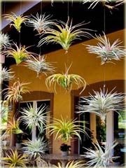 Kaktus Jardin powietrzny rośnie bez ziemi
